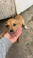 Pituca