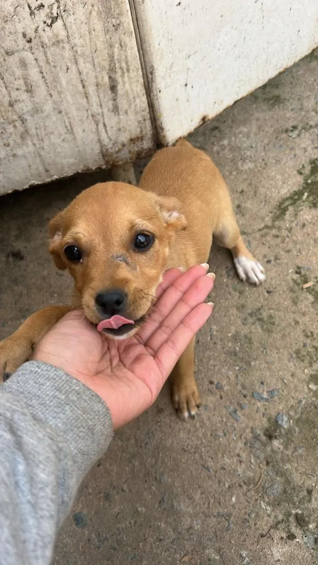 Cachorro raça SRD-ViraLata idade 2 a 6 meses nome Pituca