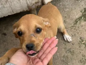 Cachorro raça SRD-ViraLata idade 2 a 6 meses nome Pituca