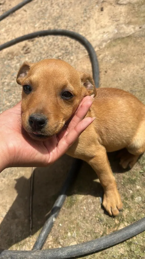 Cachorro raça SRD-ViraLata idade 2 a 6 meses nome Caramela