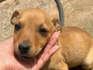 Cachorro raça SRD-ViraLata idade 2 a 6 meses nome Caramela