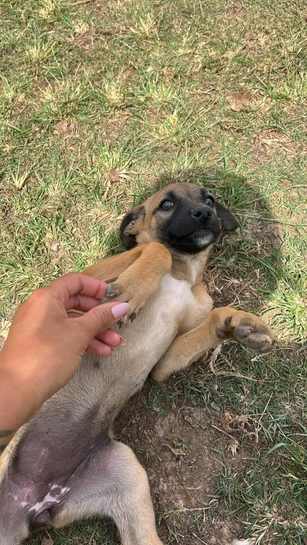 Cachorro raça SRD-ViraLata idade 2 a 6 meses nome Lili