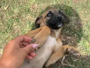 Cachorro raça SRD-ViraLata idade 2 a 6 meses nome Lili