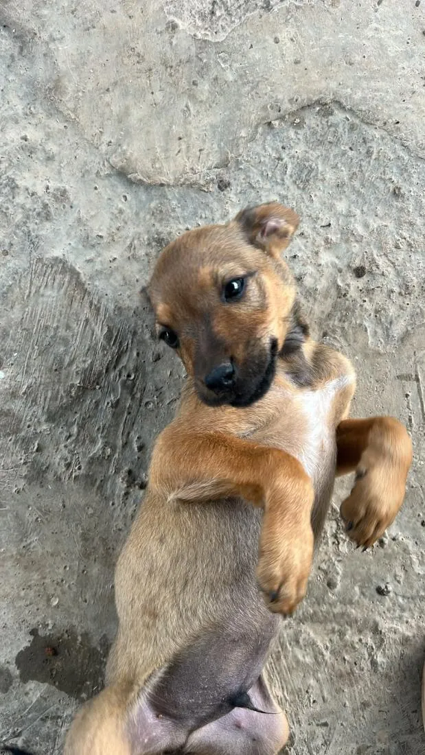 Cachorro raça SRD-ViraLata idade 2 a 6 meses nome Teddy