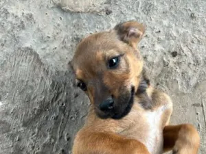 Cachorro raça SRD-ViraLata idade 2 a 6 meses nome Teddy