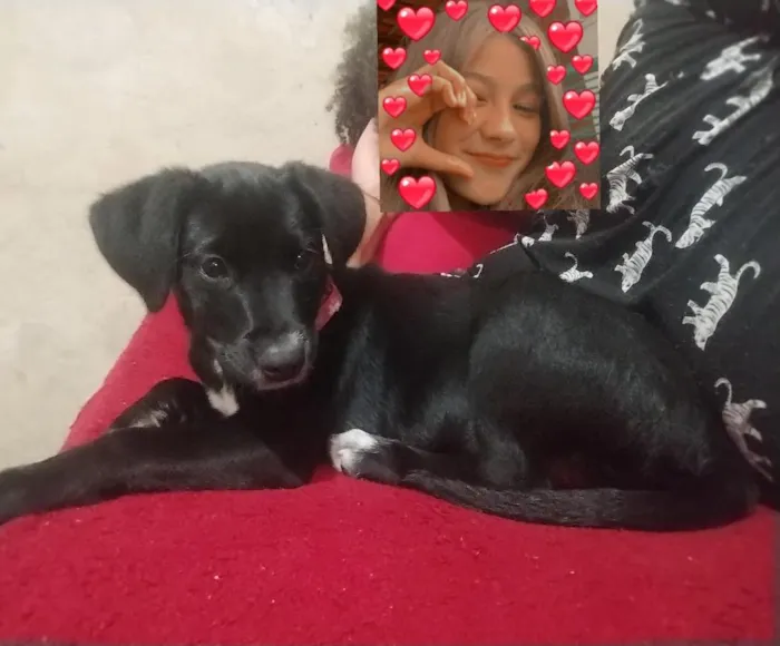 Cachorro raça SRD-ViraLata idade 2 a 6 meses nome Dalila
