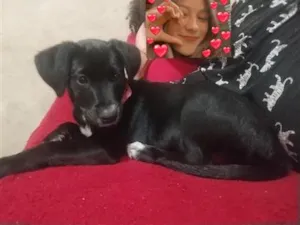 Cachorro raça SRD-ViraLata idade 2 a 6 meses nome Dalila