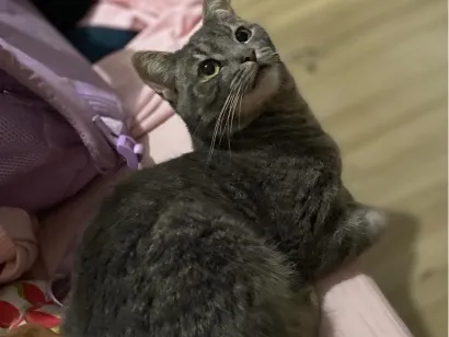 Gato raça SRD-ViraLata idade 2 anos nome Goten 