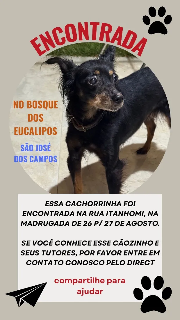 Cachorro raça SRD-ViraLata idade 4 anos nome ?