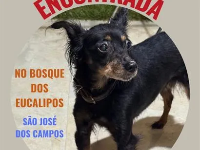 Cachorro raça SRD-ViraLata idade 4 anos nome ?