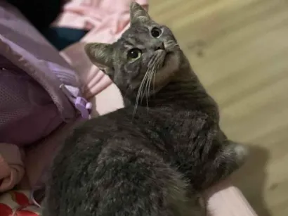 Gato raça SRD-ViraLata idade 2 anos nome Goten 