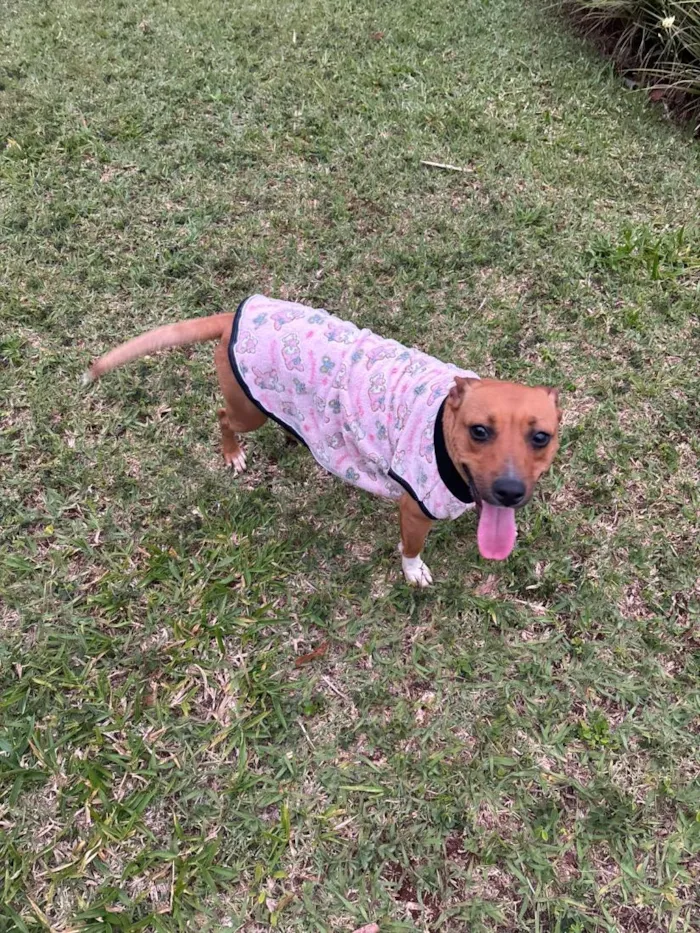 Cachorro raça SRD-ViraLata idade 2 anos nome Esmeralda