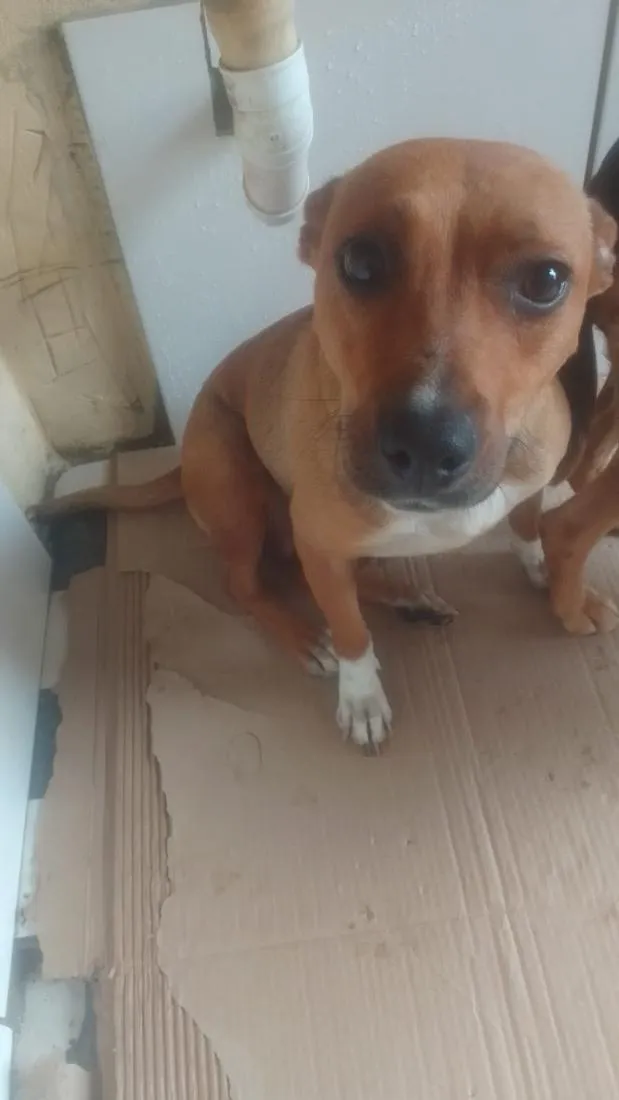 Cachorro raça SRD-ViraLata idade 2 anos nome Esmeralda