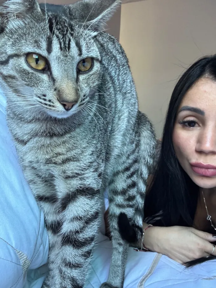 Gato raça SRD-ViraLata idade 2 a 6 meses nome Mel 