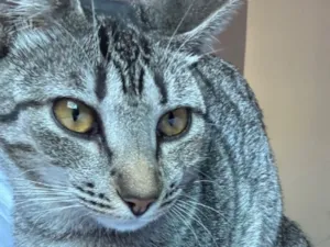 Gato raça SRD-ViraLata idade 2 a 6 meses nome Mel 