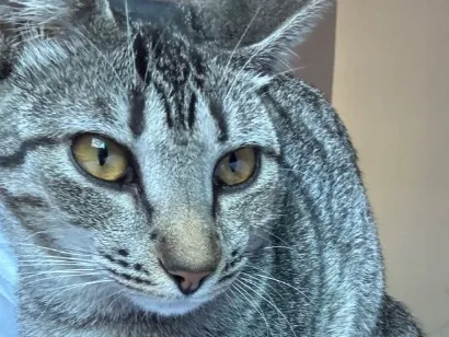 Gato raça SRD-ViraLata idade 2 a 6 meses nome Mel 