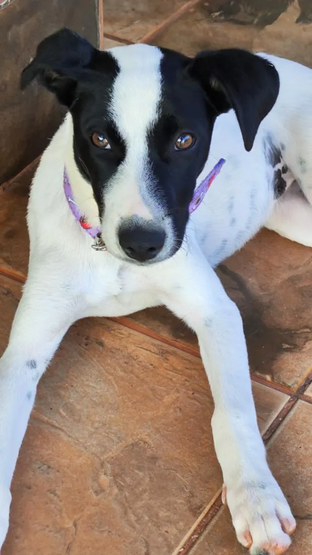 Cachorro raça SRD-ViraLata idade 2 a 6 meses nome Lilica