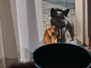 Cachorro raça SRD-ViraLata idade 6 ou mais anos nome biscoito e caramelo 