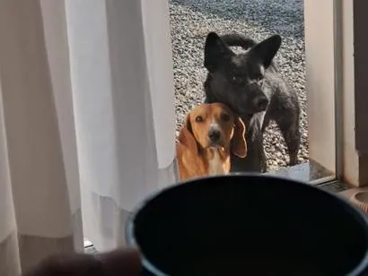Cachorro raça SRD-ViraLata idade 6 ou mais anos nome biscoito e caramelo 