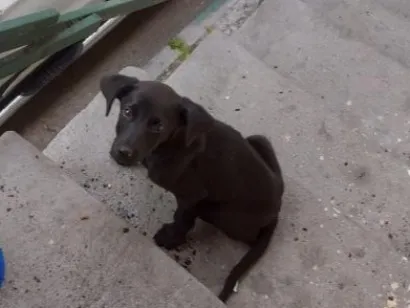 Cachorro raça SRD-ViraLata idade 2 a 6 meses nome Não colocamos nome