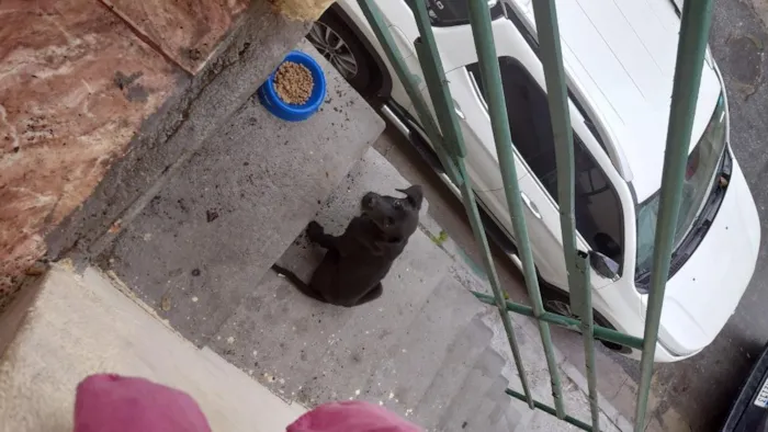 Cachorro raça SRD-ViraLata idade 2 a 6 meses nome Não colocamos nome