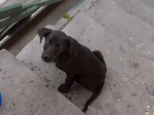 Cachorro raça SRD-ViraLata idade 2 a 6 meses nome Não colocamos nome