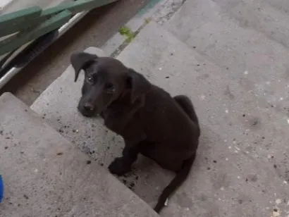 Cachorro raça SRD-ViraLata idade 2 a 6 meses nome Não colocamos nome