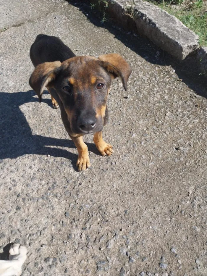 Cachorro raça SRD-ViraLata idade 2 a 6 meses nome Duque