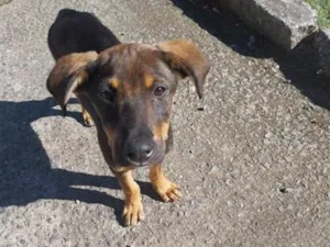 Cachorro raça SRD-ViraLata idade 2 a 6 meses nome Duque