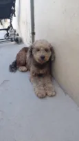 Belinha 