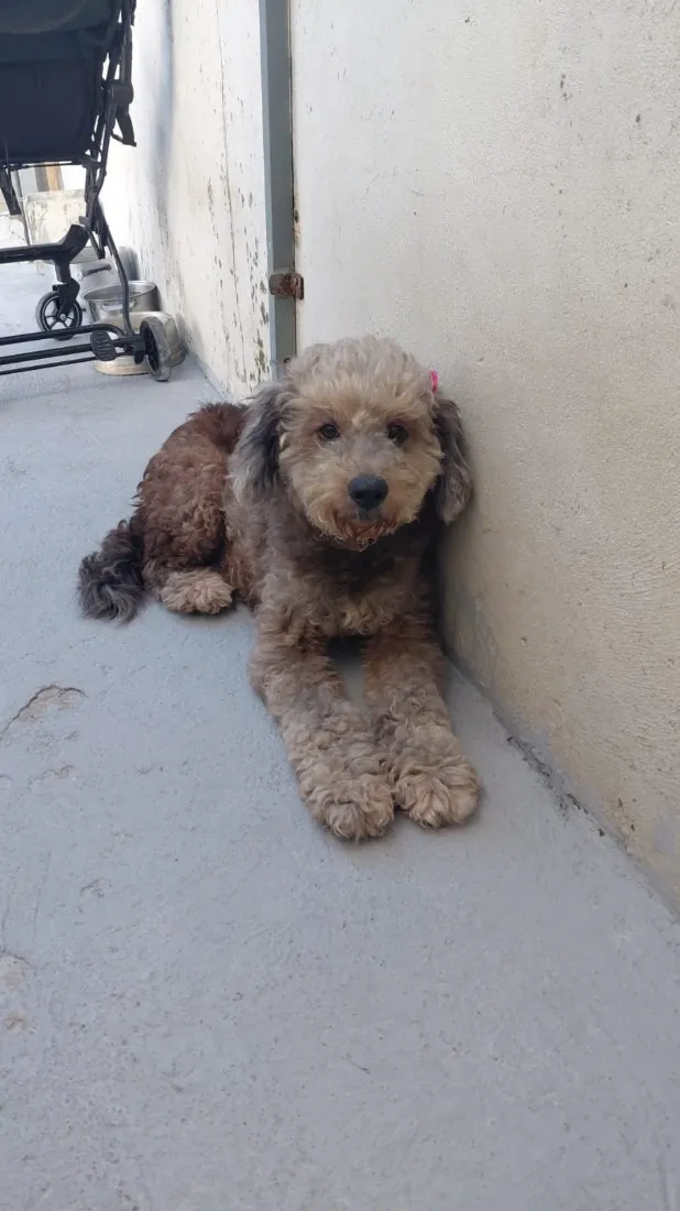 Cachorro raça SRD-ViraLata idade 6 ou mais anos nome Belinha 