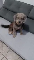 Belinha 