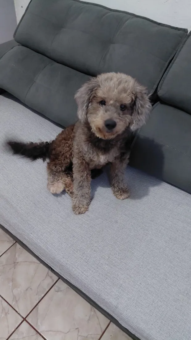 Cachorro raça SRD-ViraLata idade 6 ou mais anos nome Belinha 