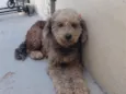 Belinha 