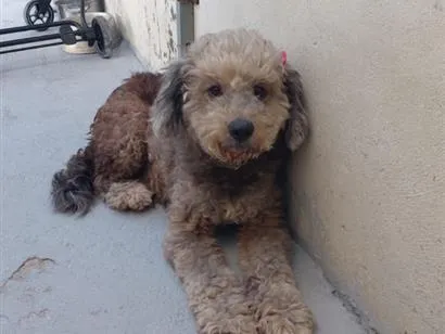 Cachorro raça SRD-ViraLata idade 6 ou mais anos nome Belinha 