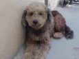 Belinha 