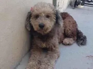 Cachorro raça SRD-ViraLata idade 6 ou mais anos nome Belinha 