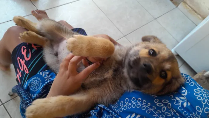 Cachorro raça SRD-ViraLata idade 2 a 6 meses nome chamo por luk