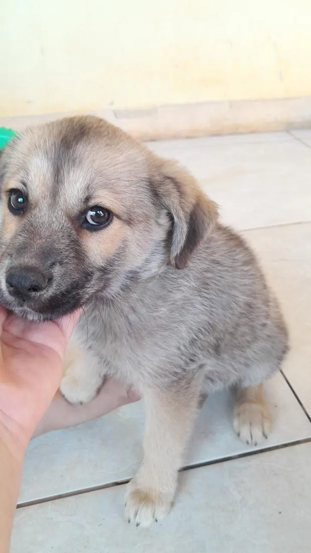 Cachorro raça SRD-ViraLata idade 2 a 6 meses nome chamo por luk