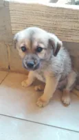chamo por luk