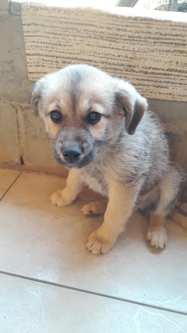 Cachorro raça SRD-ViraLata idade 2 a 6 meses nome chamo por luk