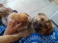 chamo por luk