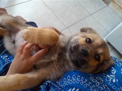 Cachorro raça SRD-ViraLata idade 2 a 6 meses nome chamo por luk