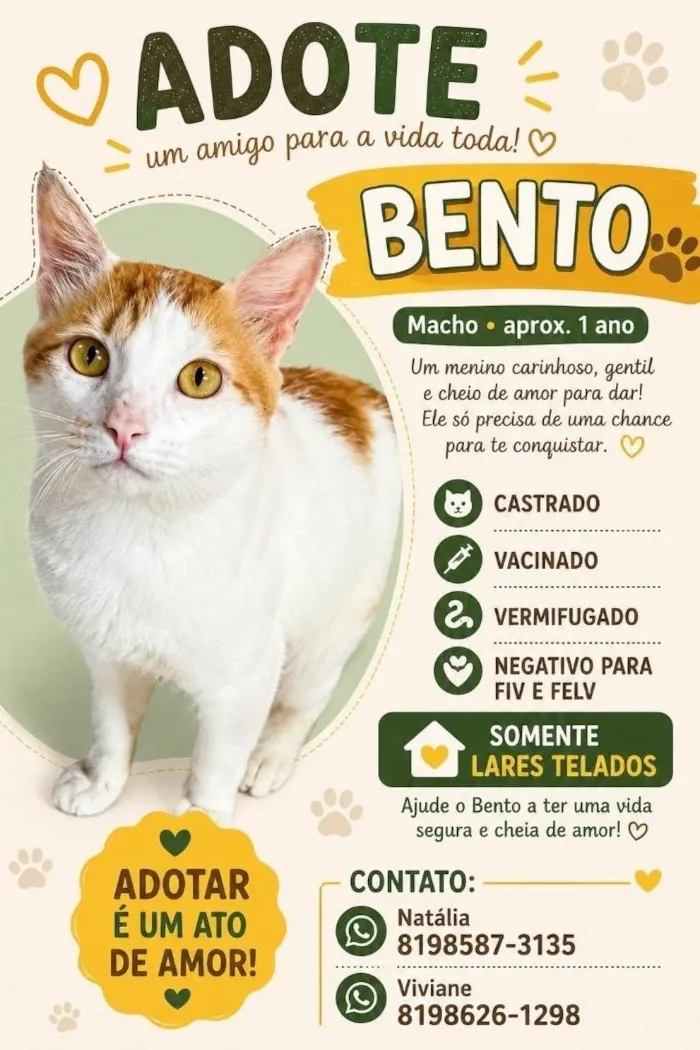 Gato raça SRD-ViraLata idade 1 ano nome Bento
