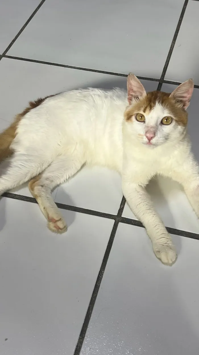 Gato raça SRD-ViraLata idade 1 ano nome Bento