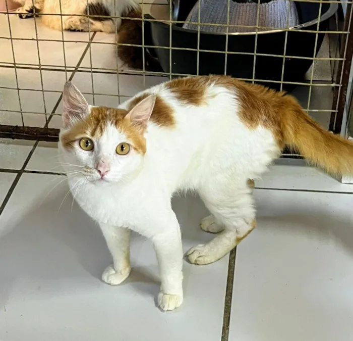 Gato raça SRD-ViraLata idade 1 ano nome Bento