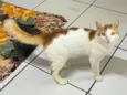 Bento