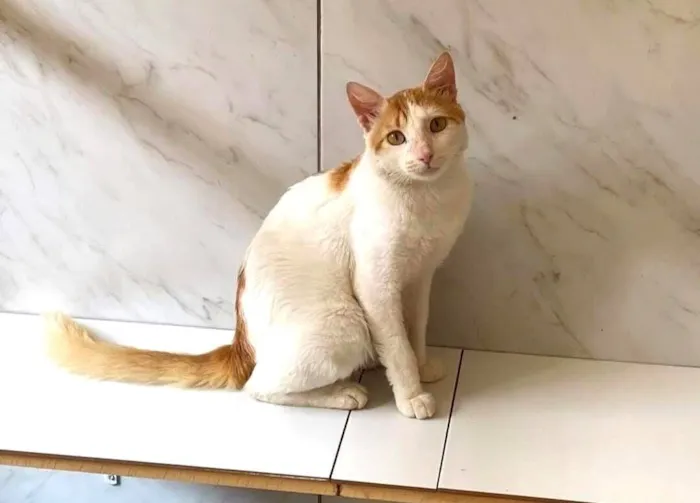 Gato raça SRD-ViraLata idade 1 ano nome Bento