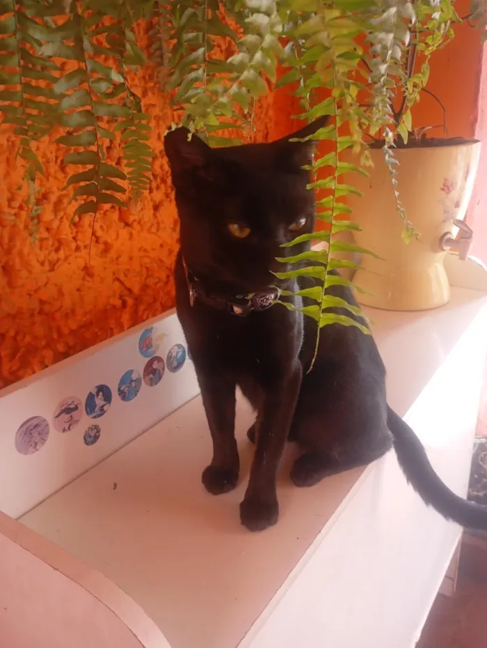 Gato raça SRD-ViraLata idade 2 anos nome Theo