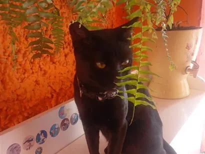Gato raça SRD-ViraLata idade 2 anos nome Theo